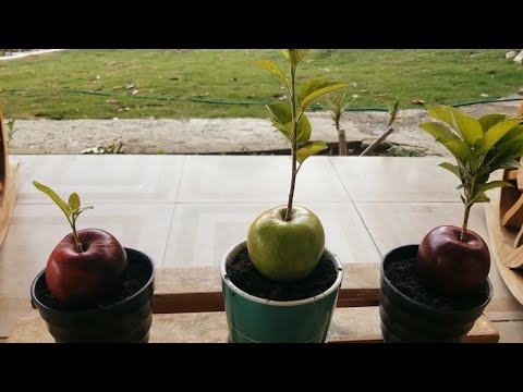 Video: ¿Qué son las manzanas de la libertad? Cultivo de manzanas de la libertad en el jardín