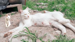 The Mother Cat is Waiting to Nurse Her 5 kittens. But The Kittens Don't Listen to Their Mommy