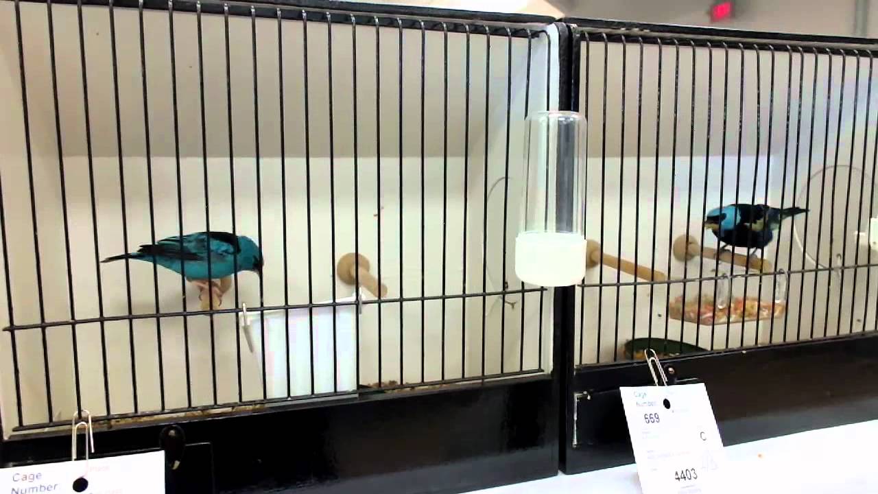 Starlings and Softbilled Birds at the Durham Avicultural Bird Show 2012