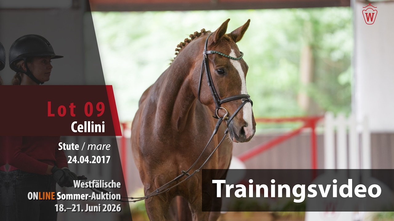 ONLINE Sommer-Auktion Training Lot 9 Cellini Stute v. Caressini - Almox Prints J/T.