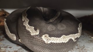 Big Clutch from a GHI MOJAVE Big Clutch from a GHI MOJAVE