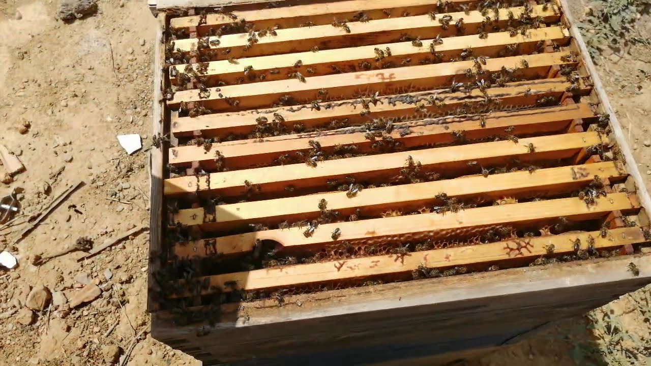 كيف تعرف ان نحلك بدأ يخزن العسل ؟؟؟