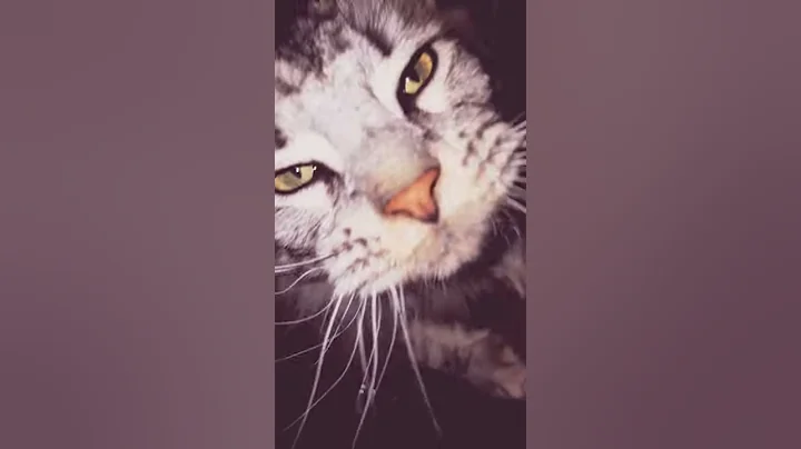 Video 1611671: male mainecoon