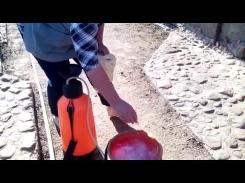 Слива отцвела. Боремся c плодовым пилильщиком