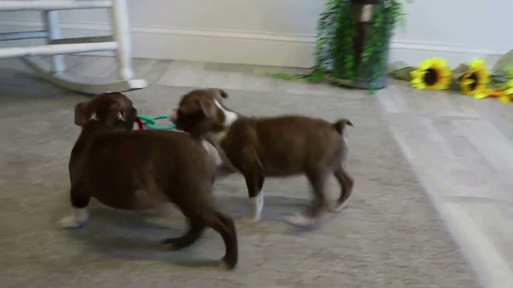 Boston terrier puppies for sale phoenix