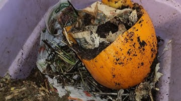 Mixed Worm Bin 2 Check-In & Feeding 37 Days Later 26 April 2025 #wormbin #wormfarm