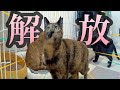 思い切ってズーちゃんを解放してみたらこんな事になりました！