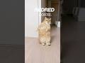 #CORTIS#REDRED#cat#dance#shorts