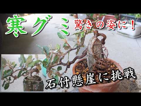 寒グミ】石付懸崖に挑戦 寒グミで作る迫力の根上り盆栽、捨てるペット