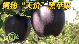 一个苹果就能卖到60元他种的苹果很独特表皮竟然紫得发黑如此能赚钱的“天价”黑苹果到底是怎么种植的|「共富经」20230709