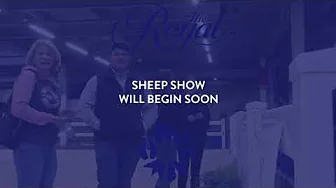 The 2024 Royal Agricultural Winter Fair Junior Sheep Show