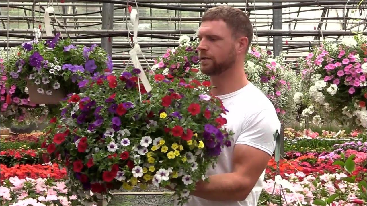 How to Care for Hanging Baskets YouTube