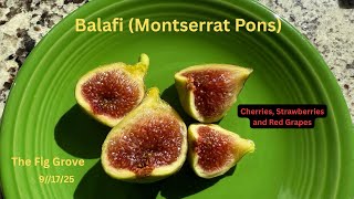 Balafi (Montserrat Pons Masterpiece) - TOP TEN FIG for 2025 - 🤤