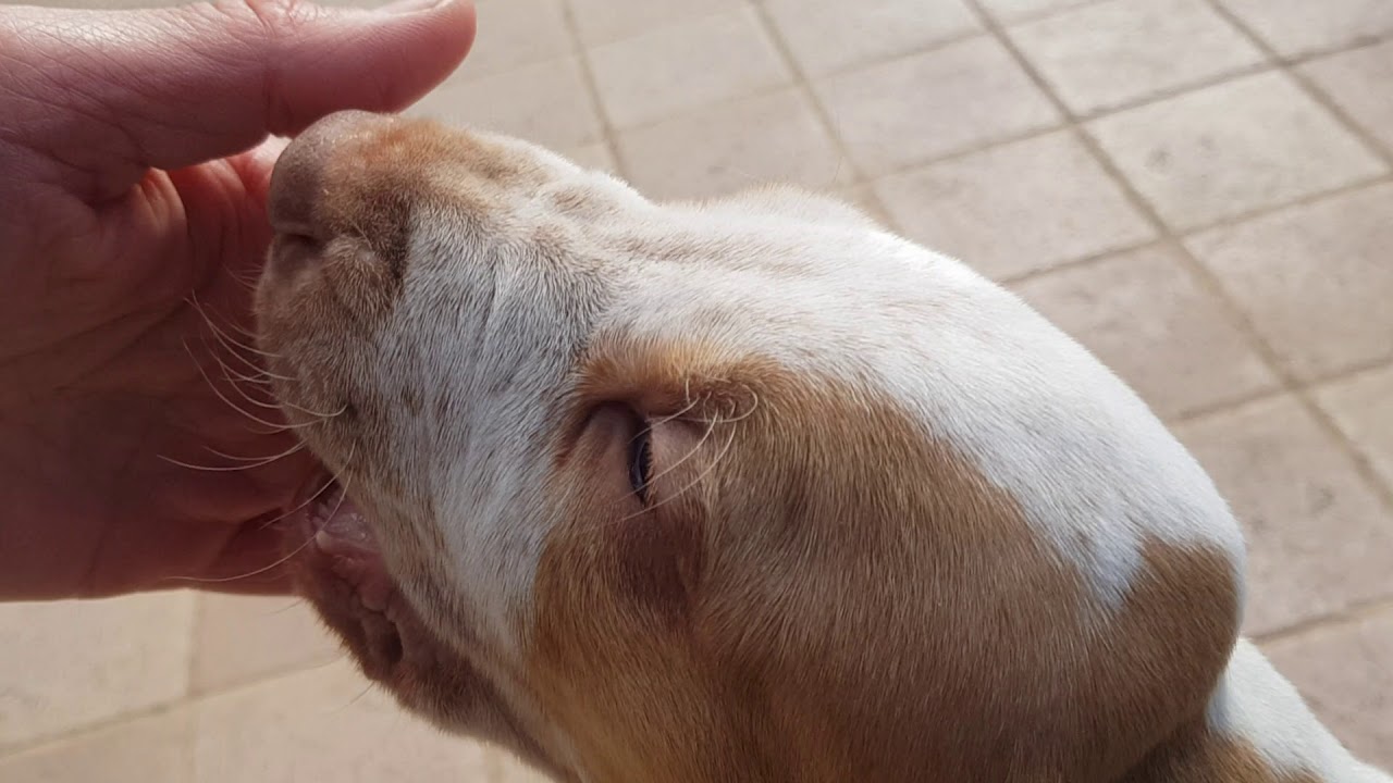 Cuccioli di Bracco Italiano