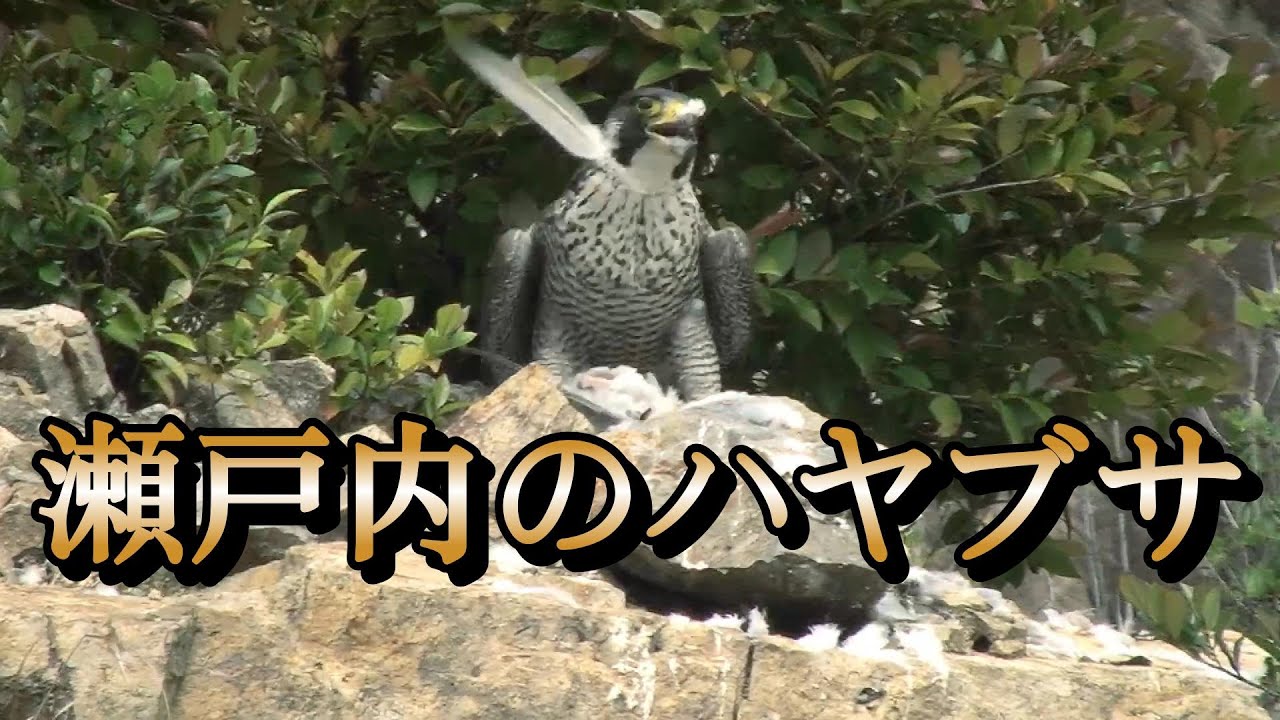 Another Peregrine Falcon『瀬戸内のハヤブサ』