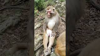 old Monkey Video https://www.facebook.com/reel/804633974010128?extid=a&mibextid=9drbnH&s=yWDuG2&fs=e