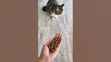 Beads ASMR Sounds🟤🟢 Reverse Cat ASMR #shorts