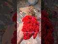 Cockscomb Flower | Beautiful Flower #flowers #decoration #craftideas #farming #viralshorts