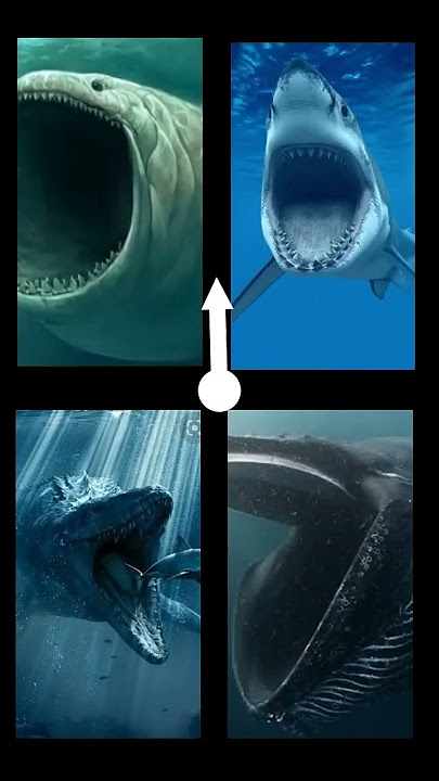 jedag jedug ikan bloop megalodon #shorts #fish #funny #trending #subscribe