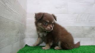 Coo&RIKU No.00749247 チワワ（ロングコート） - YouTube