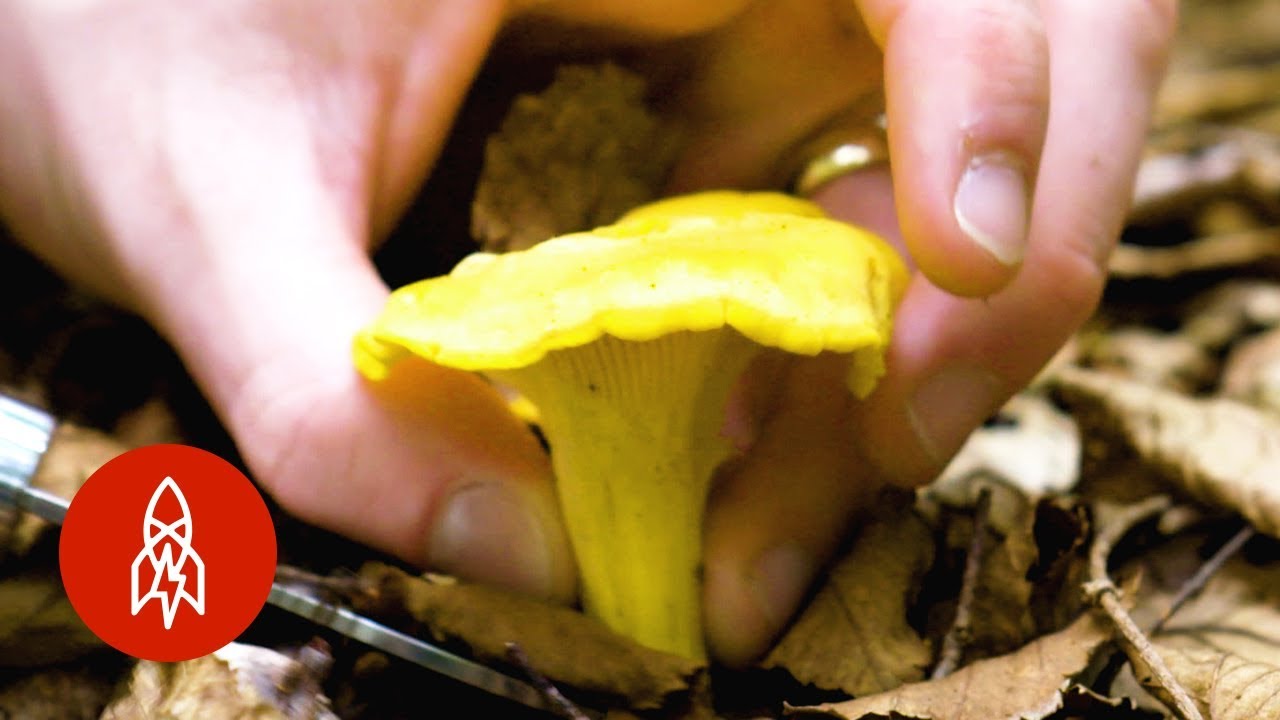 Mushroom Hunting in Vermont 