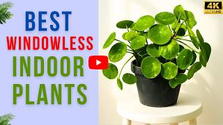 9 Best Indoor Plants for Windowless Rooms | Plants for Dark Rooms