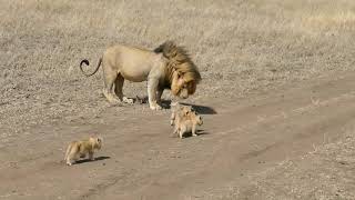 Beautiful animal video || lion || king of forest || WhatsApp Status