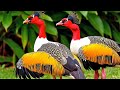 Unforgettable Bird Sounds 🕊️ Stress-Free Morning Relaxation with Nature’s Music (4K)