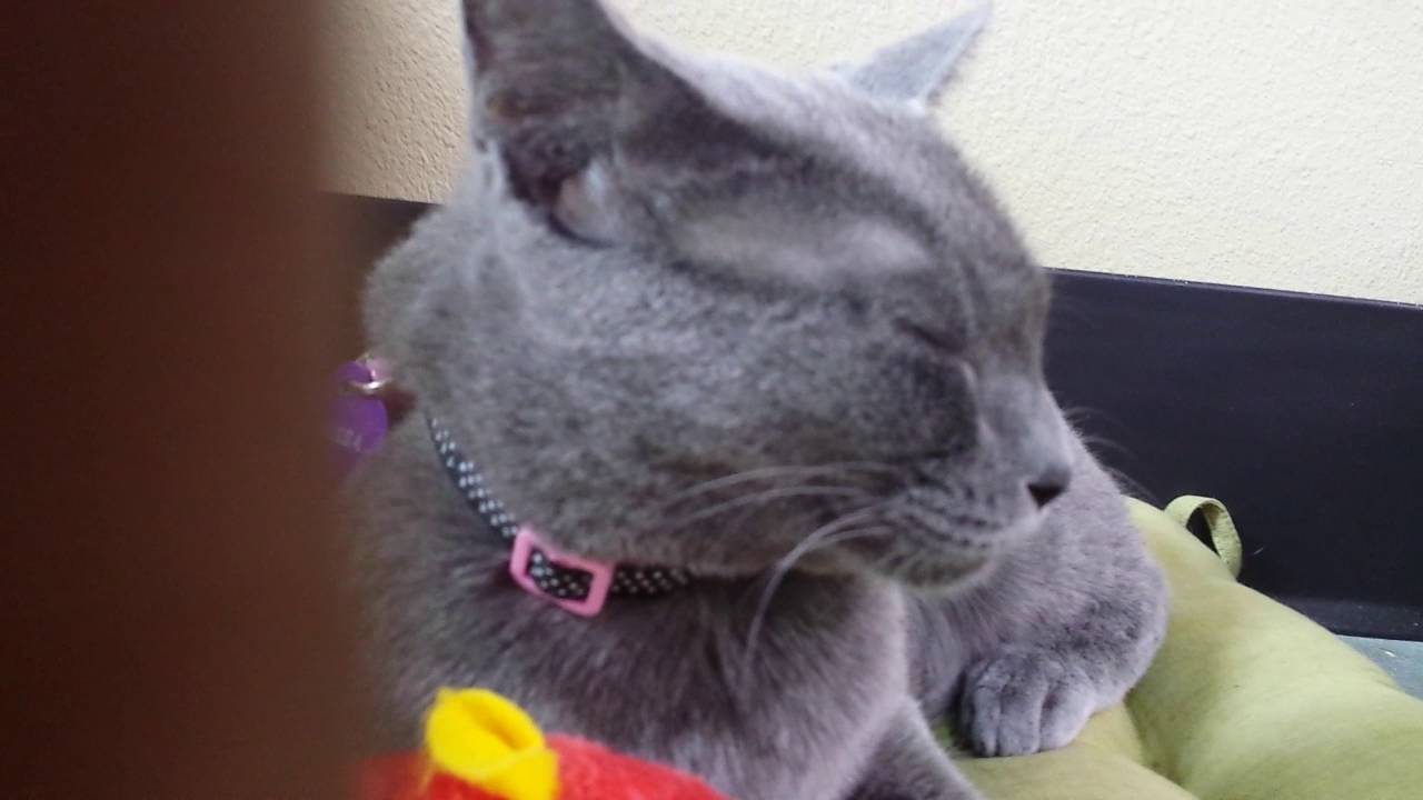 CAT CAFE - PART 2 - YouTube
