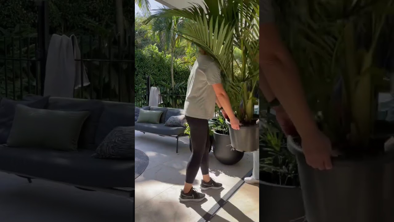 Completing this poolside oasis with a beautiful palm tree