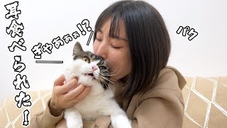 突然ママにムシャムシャと耳を食べられてしまった息子猫