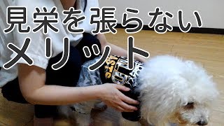 【見栄を張らないメリット】身の丈に合った生活をする。貧乏くさいミニマリストと言われても