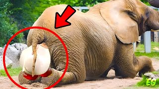 Elephant gives birth to rare baby. A few minutes later something incredible happens