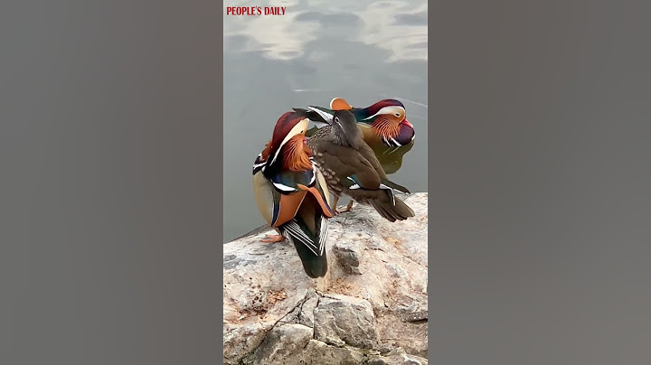 Mandarin ducks, a symbol of eternal love in China, sport their visually striking feathers.