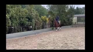 GWEN STEFANI SHO Z SHOWJUMPER AD REF 291486