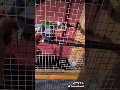 Китайский ожереловый попугай