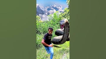 Anaconda Snake in real life P149#shorts#snake #python #snakes #nagin#anaconda #bigsnake #viralVideo