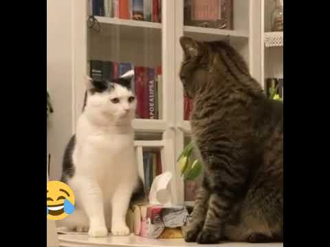 Gatos Engraçados Tente