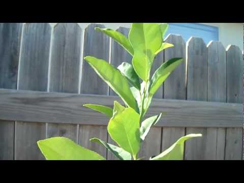 Lemon Seedling Graft