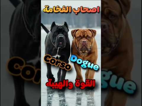 وحوش الكون كانى كورسو ديجو كلاب محبي الكلاب ابلور كلب كورسو  ترند تيك توك