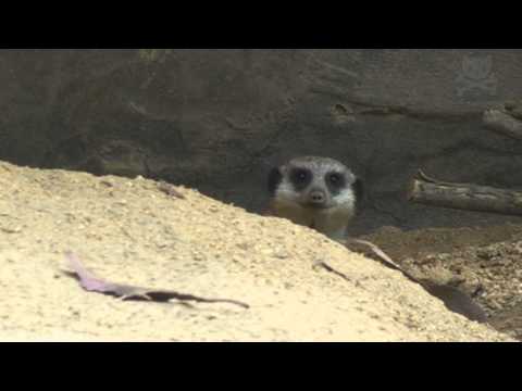 Meerkats Get Too Drunk To Drive