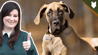 How Much Does A GREAT DANE Cost? by Fenrir Great Dane Show 4,757 views 3 years ago 7 minutes, 23 seconds