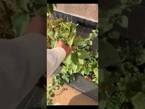 نجاح العقلة وجمال الشجر على رصيف المنزل بدون تكاليف تذكر من سماد ومكافحة وري