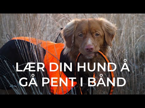 Video: Myter For Hundetrening