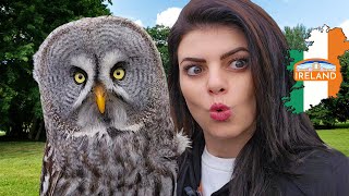 I handled WILD Owls, Hawks, and Alpacas in Ireland! The COOLEST Birds You'll Ever See!