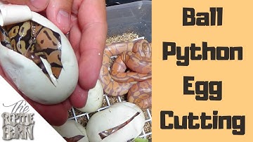 Our First Citrus Hypo Ball Python Clutch Is Hatching!!!