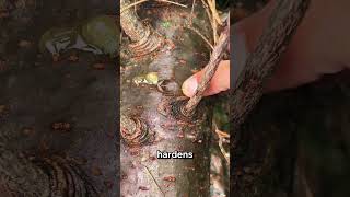 The tree that can save your life!😱