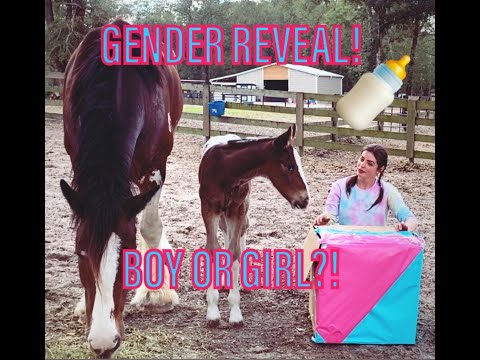 FOAL GENDER REVEAL!