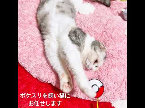 ポケスリを日々猫に任せている　#shorts #cat #三毛猫 #猫のいる暮らし #スコティッシュフォールド #猫 #ポケモンスリープ