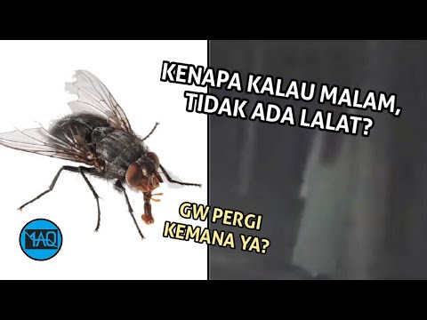 Video: Adakah lalat keluar pada waktu malam?